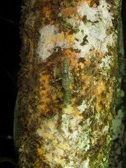 Liturgusa maya