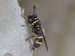 Sphiximorpha subsessilis