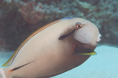 Acanthurus nigricauda