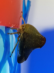 Telamona monticola