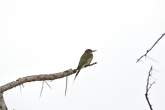 Merops superciliosus