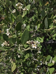 Avicennia germinans, photograph (c) Jose Manuel Ramos Martinez, some rights reserved (CC BY)