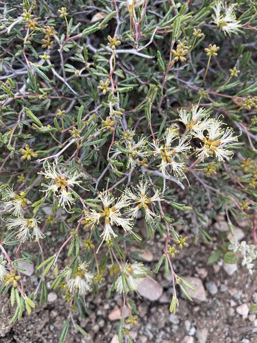 Rio Grande Stickpea