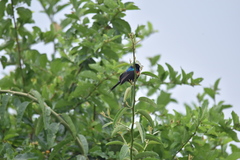 Cinnyris erythrocercus