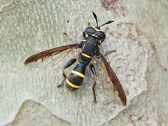 Sphiximorpha subsessilis