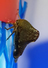 Telamona monticola