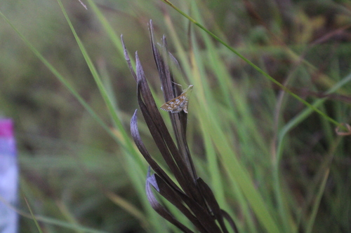 Epipagis fenestralis