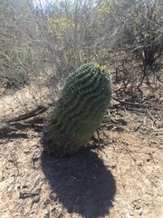 Ferocactus herrerae