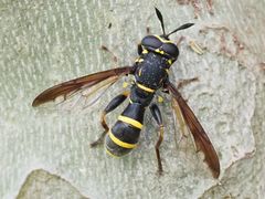 Sphiximorpha subsessilis