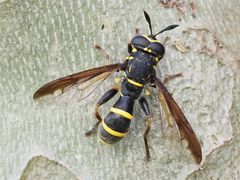 Sphiximorpha subsessilis