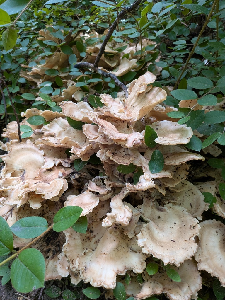 Black-staining Polypore · July 2026 · photo: Photo: (c) stephen, some rights reserved (CC BY) · iNaturalist