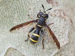 Sphiximorpha subsessilis