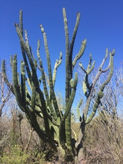 Stenocereus thurberi