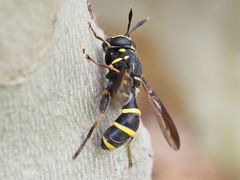 Sphiximorpha subsessilis