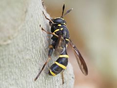 Sphiximorpha subsessilis