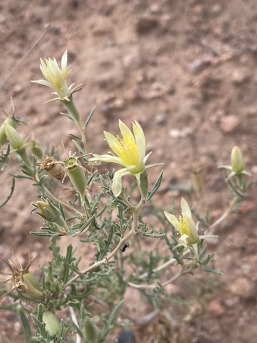 Adonis Blazingstar