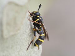 Sphiximorpha subsessilis