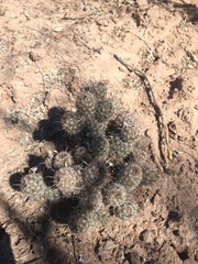 Mammillaria sheldonii
