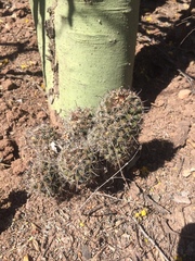 Mammillaria sheldonii