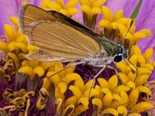 Orange Skipperling