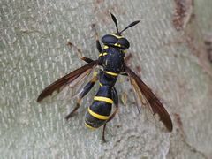 Sphiximorpha subsessilis