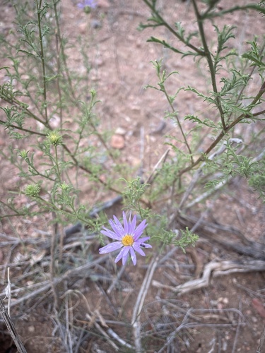 Tahoka daisy