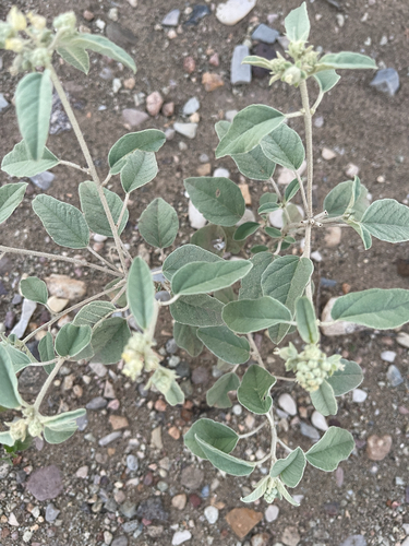Leatherweed