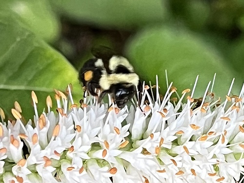 Two-spotted Bumble Bee