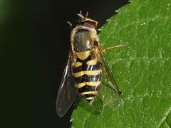 Syrphus vitripennis