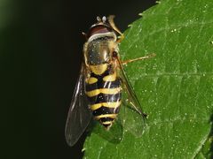 Syrphus vitripennis