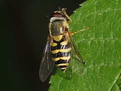Syrphus vitripennis