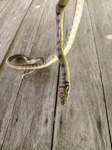 Simalia amethistina observed 2026-07-25