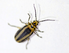 Derospidea brevicollis