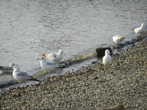 Ring-billed Gull photographed in New York