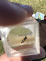 Nepomorpha