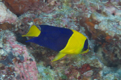 Centropyge bicolor