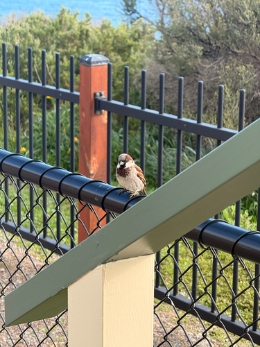 House Sparrow