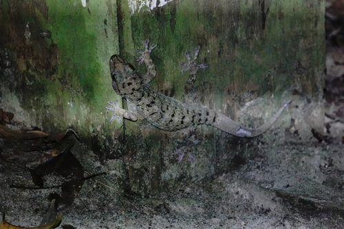 Gekko monarchus