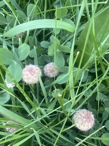 Strawberry clover