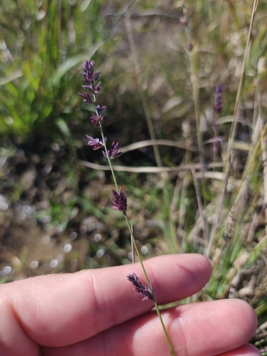 Eragrostis elongata observed 2026-07-25