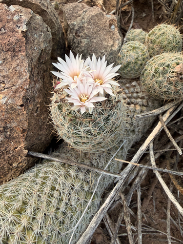 Whitecolumn Foxtail Cactus