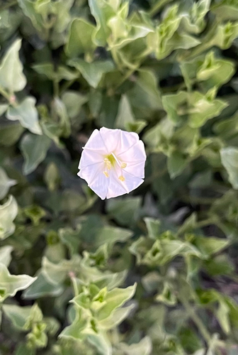 angel trumpets