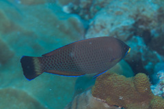 Pseudodax moluccanus