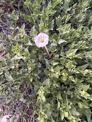 angel trumpets