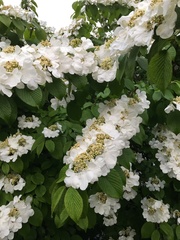 Viburnum plicatum
