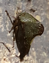 Telamona monticola