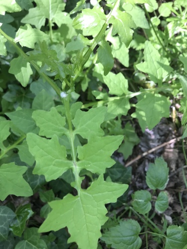 Miškinė zuiksalotė nuotrauka