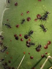 Liometopum apiculatum