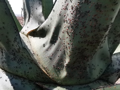 Liometopum apiculatum