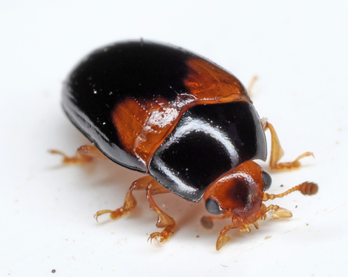 Two-spotted Pleasing Fungus Beetle photo 5